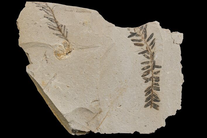 Dawn Redwood (Metasequoia) Fossils - Montana #165173